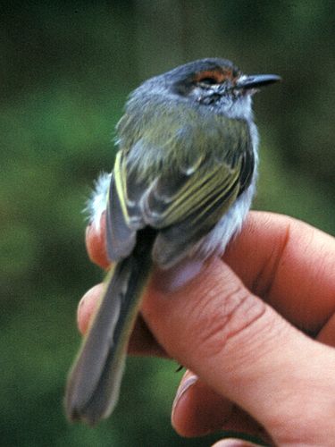 Rufous-browed tyrannulet